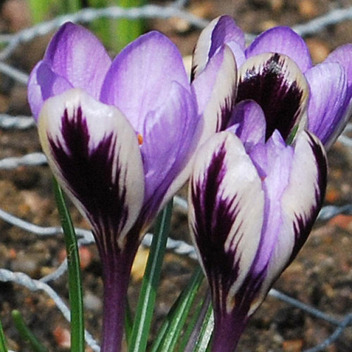 Bulbes de fleurs de crocus de couleur violet et blanc