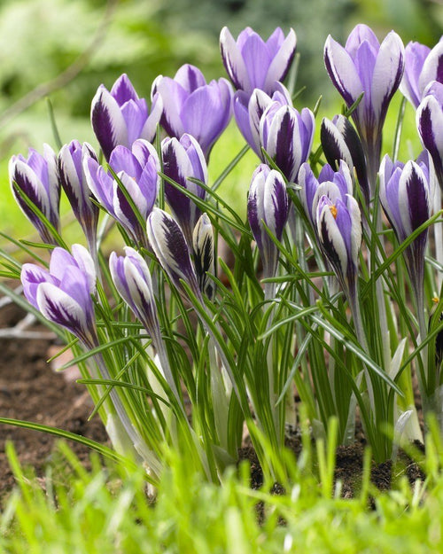 Crocus Spring Beauty - Bulbes de Crocus Violet Blanc Bleu