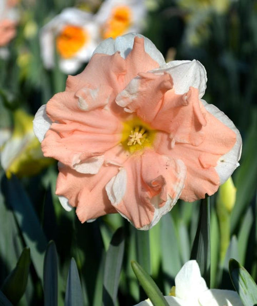 Jonquille Apricot Whirl