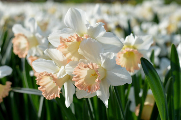 Bulbes de narcisses à fleurs simples - British Gamble