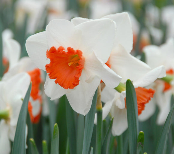 Narcisse Decoy - Bulbes à fleurs