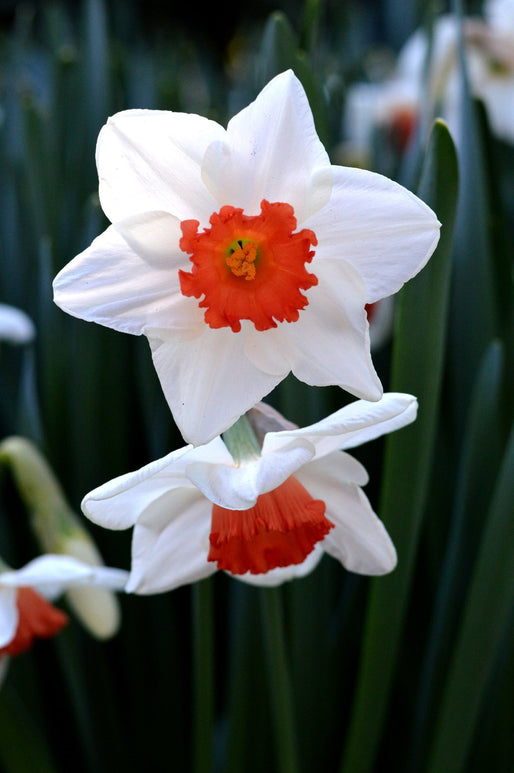 Achat Narcisse Decoy - Bulbes à fleurs