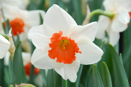 Acheter Narcisse Decoy - Bulbes à fleurs