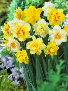 Mélange de Jonquilles Double