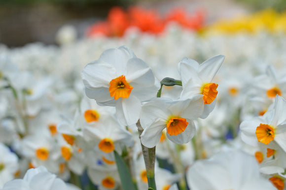 Narcisse : achat / vente bulbes de narcisses & jonquilles Geranium