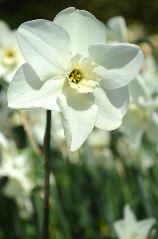 Narcisse 'Green Eyes' | Bulbes à fleurs