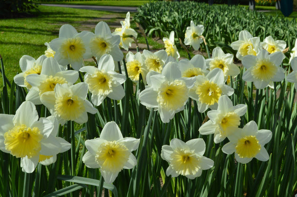 Narcisse/Jonquille ”Ice Follies”