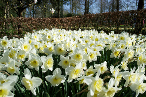 Narcissus Ice Follies - Narcisse à grande couronne jaune clair