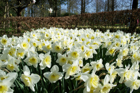 Narcissus Ice Follies - Narcisse à grande couronne jaune clair
