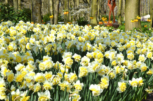 Narcissus Ice King - Narcisse double, blanc à coeur jaune
