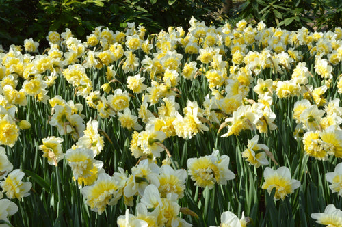 Ice King Jonquilles - Acheter en ligne