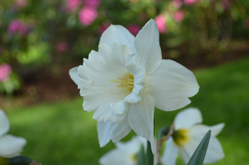 Narcissus Mount Hood - Un narcisse à grande trompette