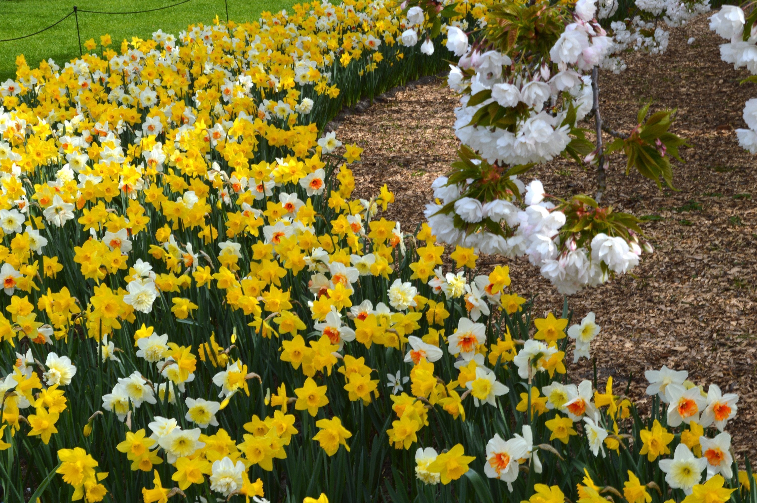 Jonquilles All In One Mix Jonquille En M lange DutchGrown jonquilles-all-in-one-mix-jonquille-en-m-lange-dutchgrown