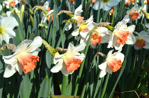 Narcissus Pink Charm