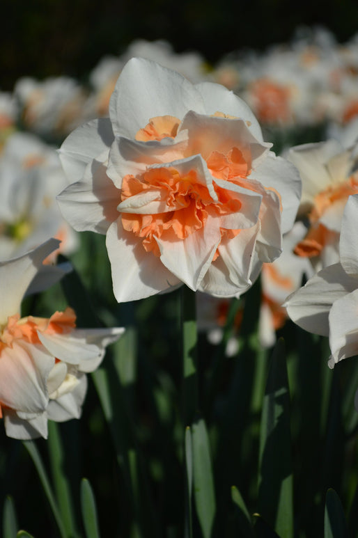 Narcisse Replète blanc et rose à fleurs doubles