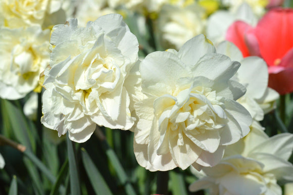 jonquille ou narcisse White Explosion Double