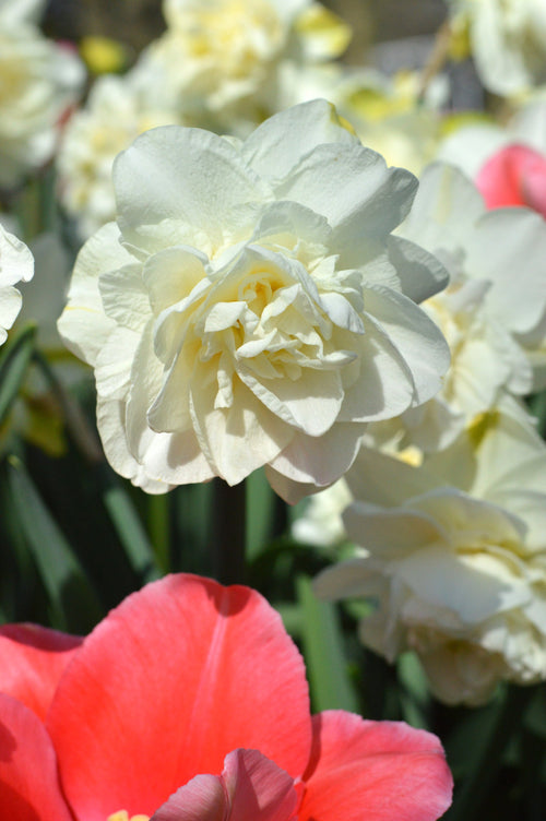 White Explosion Narcisse : achat / vente bulbes de narcisses & jonquilles