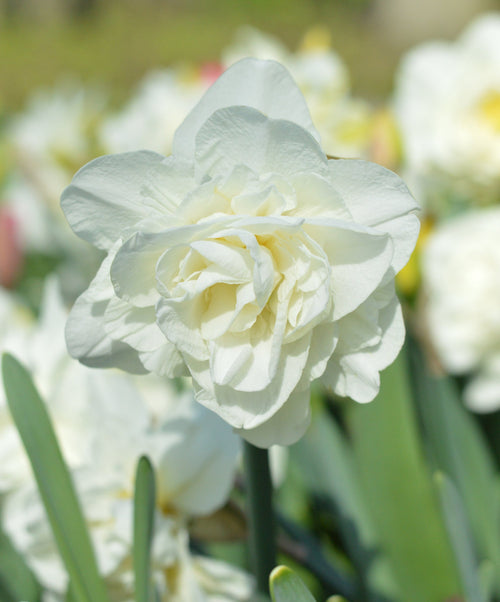 Achat des jonquilles ou narcisses White Explosion