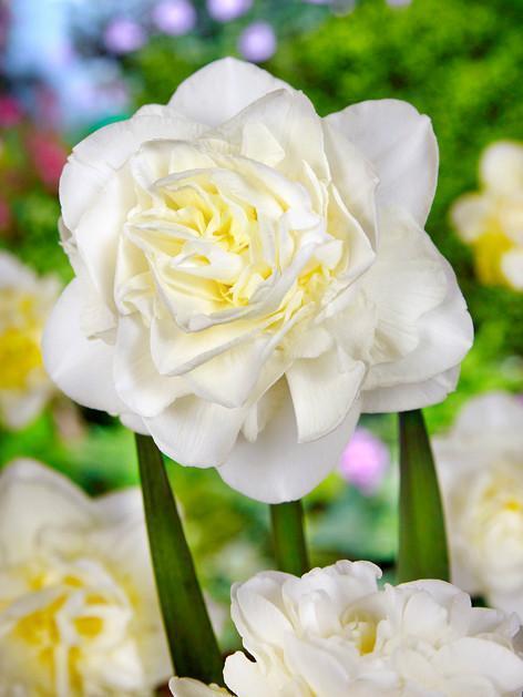 White Explosion Jonquilles - Acheter en ligne -