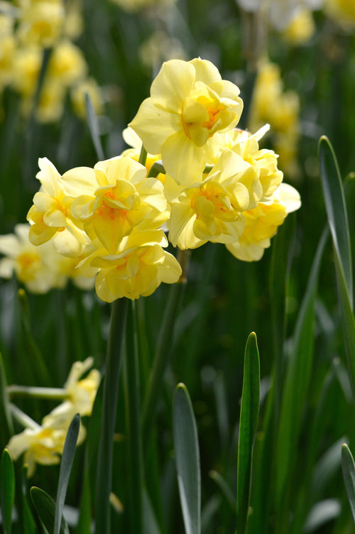 Jonquille Yellow Cheerfulness