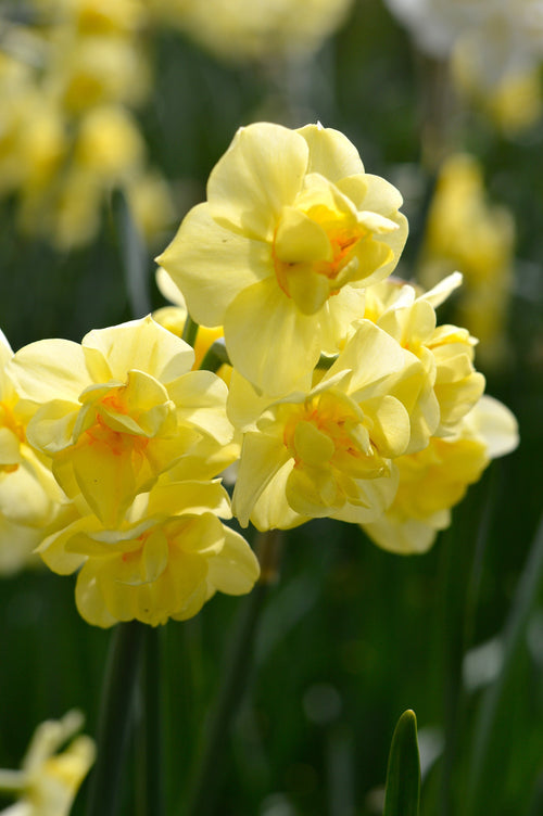 Narcisse poetaz 'Yellow Cheerfulness'