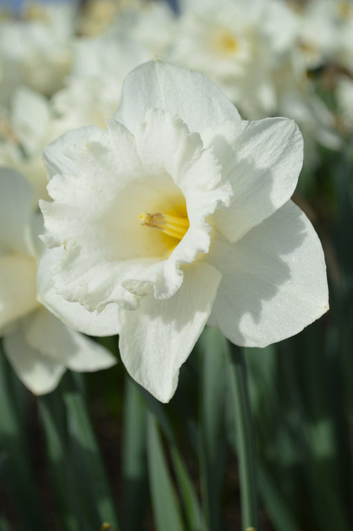 Narcisse trompette 'Mount Hood' - Narcissus