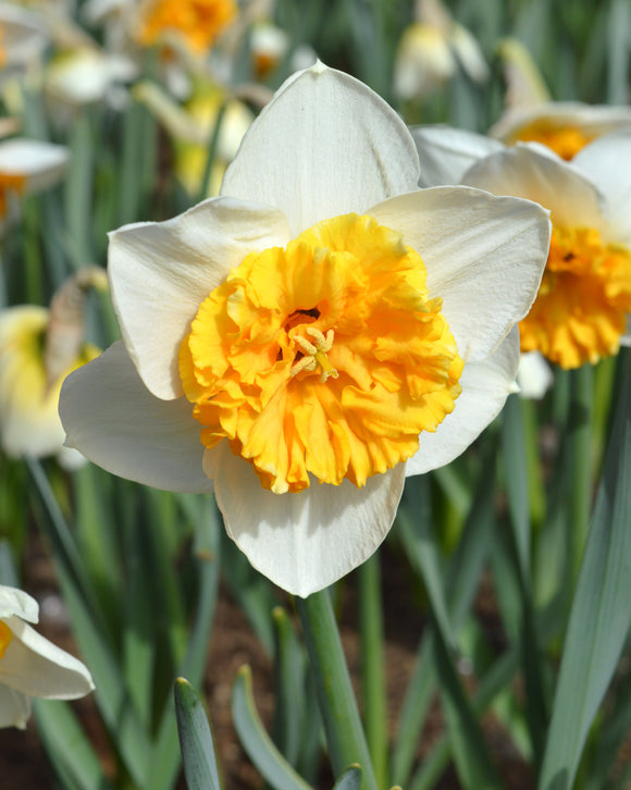 BULBES NARCISSE Virginia Sunrise