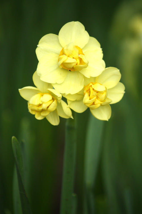 Acheter Narcisse Yellow Cheerfulness