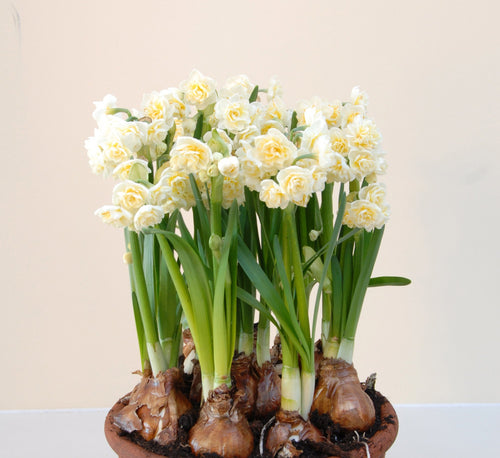 Narcissus Jonquille tazetta Erlicheer