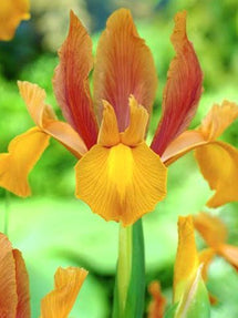 Dutch Iris Autumn Princess