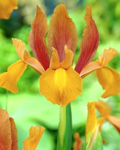 Dutch Iris Bulbes à Fleurs Autumn Princess