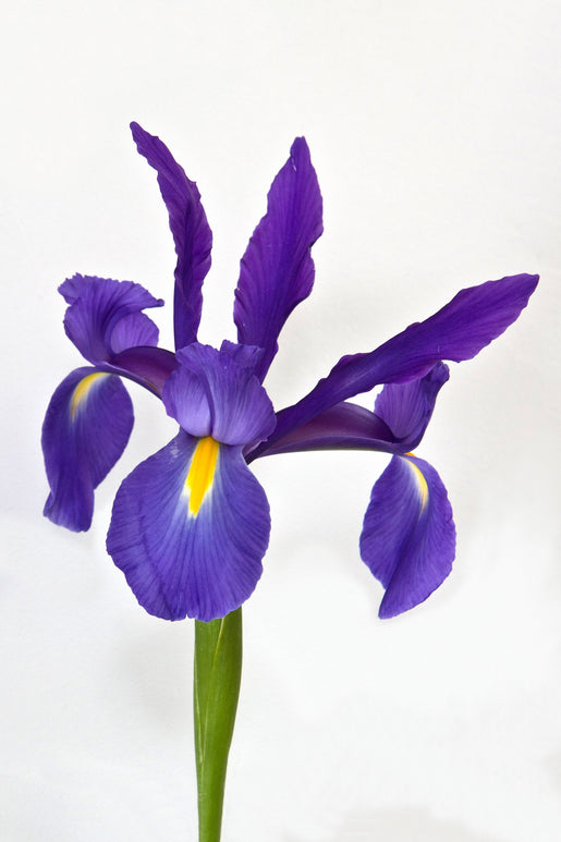 bulbes de fleurs Dutch Iris Blue Star