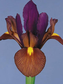 Dutch Iris Eye of the Tiger