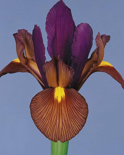 Commandez des bulbes d’iris de grande taille