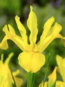 Dutch Iris Golden Harvest