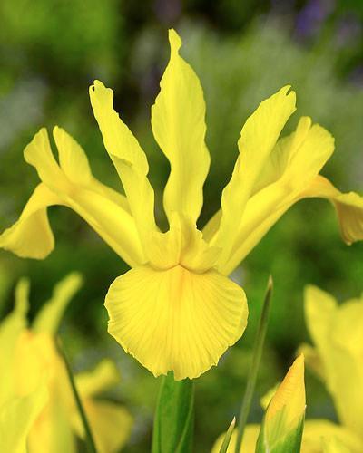 Commandez les bulbes de fleurs Dutch Iris Golden Harvest