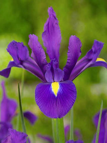 Dutch Iris Purple Sensation
