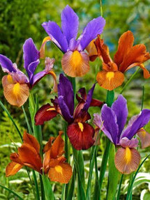 Dutch Iris Tiger Mix