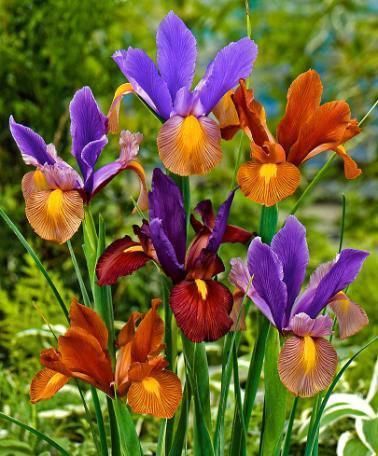 Dutch Iris Tiger Mix | Acheter Bulbes d'iris - Bulbes à Fleurs
