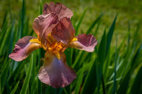 Dutch Iris Autumn Princess Bulbes à Fleurs