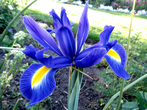 Achat Dutch Iris Bulbes Blue Star