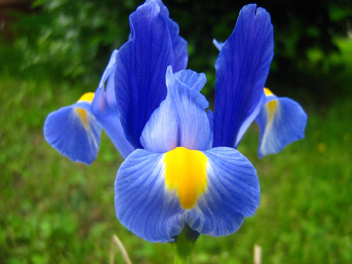 Achetez des bulbes de fleurs Dutch Iris Blue Star