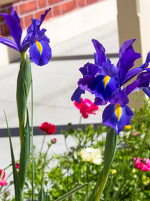 Dutch Iris Blue Star