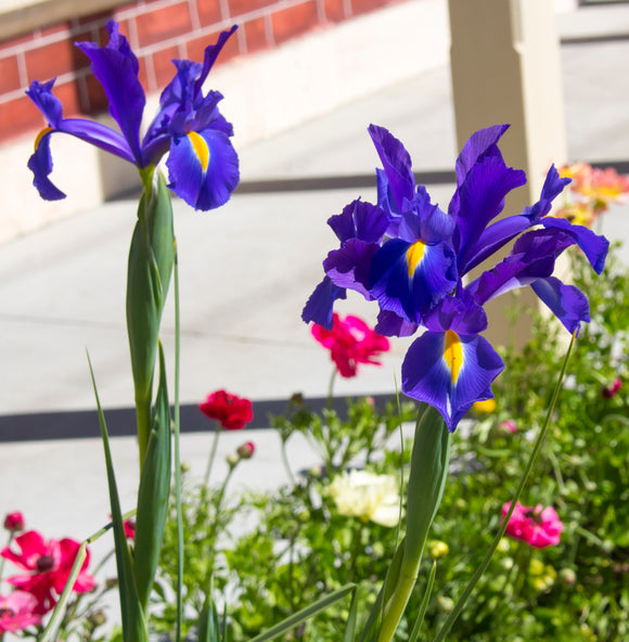 Dutch Iris Blue Star