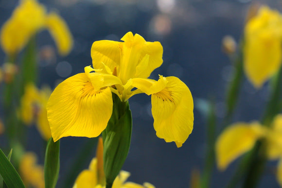 Dutch Iris Golden Harvest