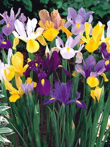 Dutch Iris Mixed