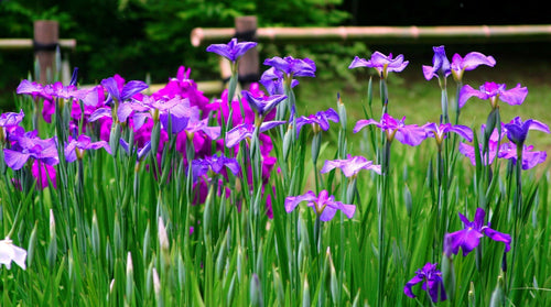 Dutch Iris Purple Sensation - Bulbes d'Iris