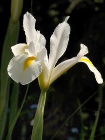 Dutch Iris White Excelsior