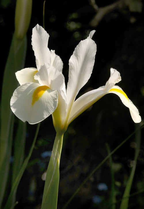 Dutch Iris White Excelsior