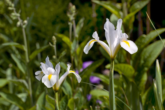 Iris x hollandica Excelsior Blanc